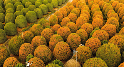 浙江杭州:修剪桂花树